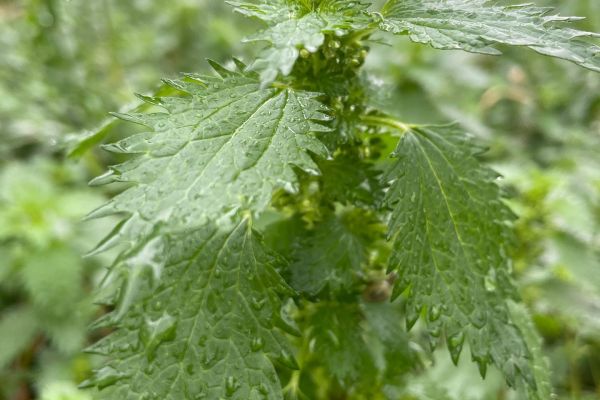 Küçük ısırgan
Urtica urens L.
Urticaceae

Drog: Herba

Lokasyon: Burhaniye Balık…