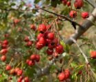 Alıç, Yemişen
Crataegus monagyna Jacq.
Rosaceae
Lokasyon: Balıkesir

Drog: Çiçek…