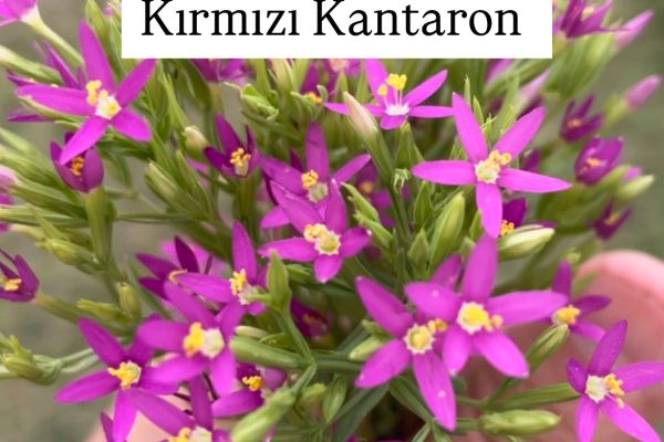 Kırmızı Kantaron (Centaurium erythraea)
Diğer İsimler: Küçük kantaron, yara otu,…