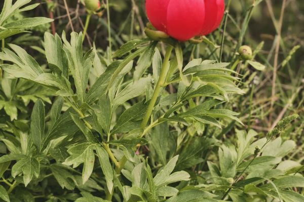 Canım Şakayık
Bugün 22 Mayıs Dünya Biyoçeşitlilik Günü. Her tür ekosistemin pah…
