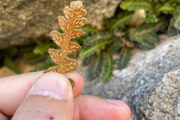 Dalakotu
Diğer isimleri: Altınotu, mayasılotu, saçakotu
Asplenium ceterach L. (…