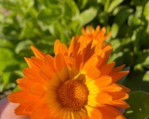 Aynısefa
Diğer adları: Portakal nergisi
Calendula officinalis L.
Asteraceae
…