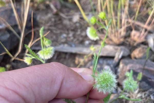 Pülüskünçiçeği
Lageocia cuminoides L.
Apiaceae
Drog: Laqeociae semen cum flos …