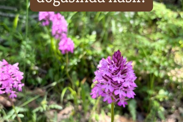 Anacamptis pyramidalis
Diğer isimleri: Sivri salep, piramit orkidesi. Çayır sale…