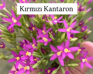 Kırmızı Kantaron (Centaurium erythraea)
Diğer İsimler: Küçük kantaron, yara otu,…
