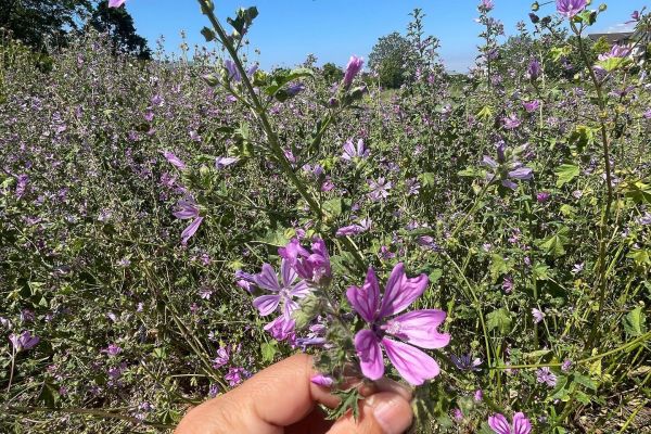 Ebelerin ilacı Ebegümeci
Diğer isimleri: Evelik, ebeçgümeç, tolluk, cılatka, ço…