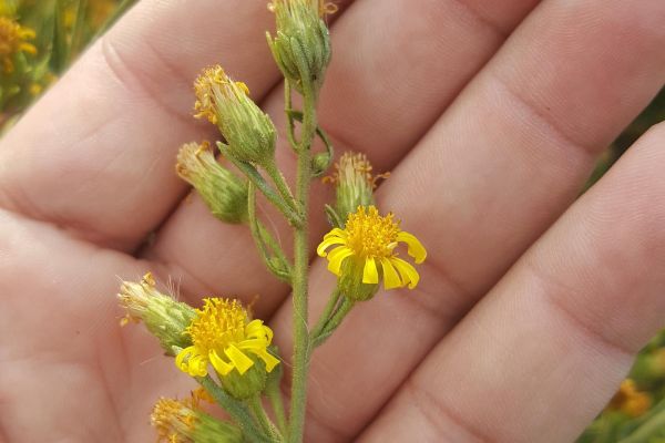1-8 Fotoğraflar:
Zimerit
Diğer isimleri: Yapışkan andızotu, zimerit, sümenit, a…
