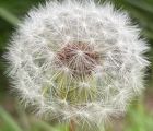 Karahindiba
Diğer isimleri: Radika, aslandişi, karakavuk, katagan 

Taraxacum sp…