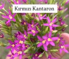 Kırmızı Kantaron (Centaurium erythraea)
Diğer İsimler: Küçük kantaron, yara otu,…