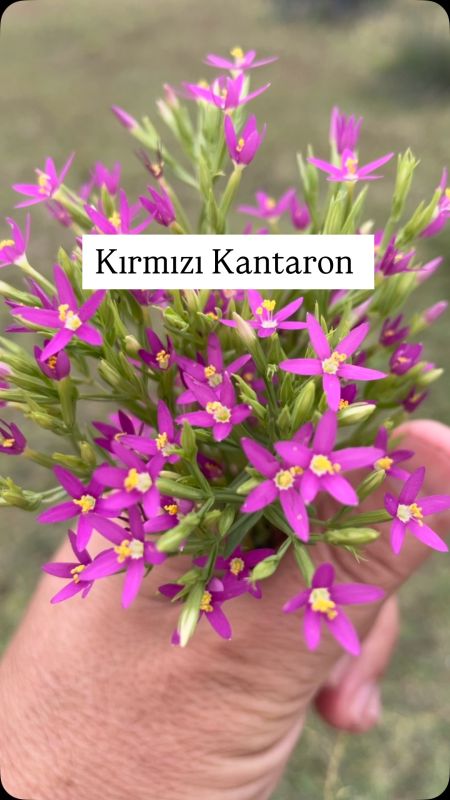 Kırmızı Kantaron (Centaurium erythraea)
Diğer İsimler: Küçük kantaron, yara otu,…