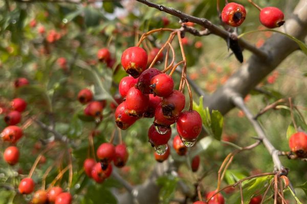 Alıç, Yemişen
Crataegus monagyna Jacq.
Rosaceae
Lokasyon: Balıkesir

Drog: Çiçek…