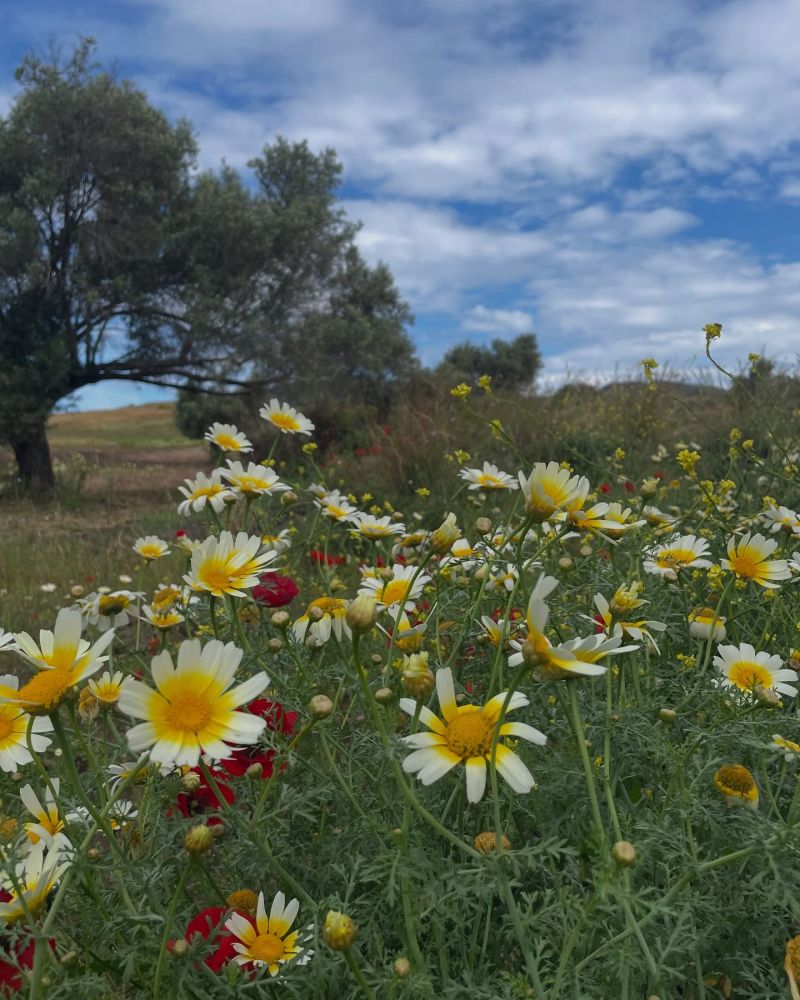Dağlama, Bodrum papatyası 
Chrysanthemum coronarium

Diğer isimler: Sarı papatya…