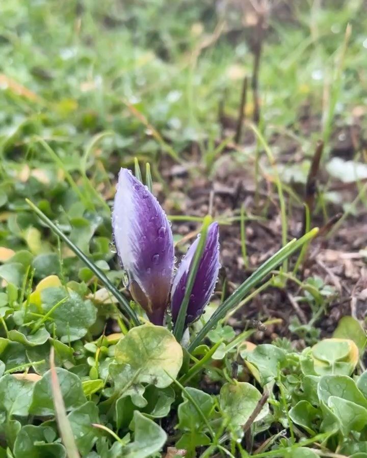 İki güzel çiğdem

1 Crocus biflorus / 2-3 Crocus pallasi subsp pallasi

Yer: 1. …