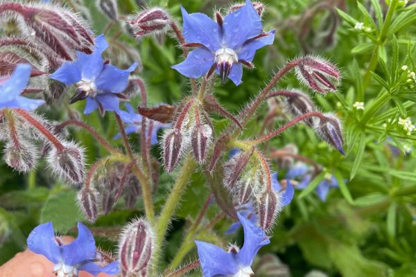 Hodan
Diğer isimleri: Zembil çiçeği
Borago officinalis L.
Boraginaceae
Drog: …