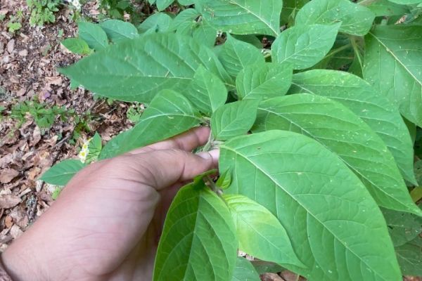 Atropa belladonna
Diğer isimleri: Güzelavratotu, ölümcül gece gölgesi, şeytanki…