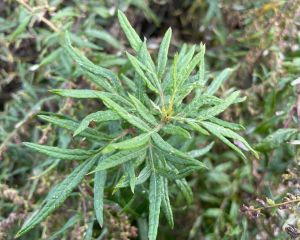 Adi pelin 
Diğer isimleri: Miskotu, ayvadana 

Artemisia vulgaris L.
Asteraceae …