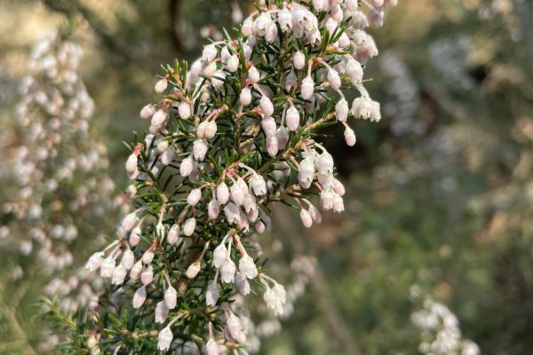 Funda
Diğer isimleri: Süpürge çalısı, püren, piren
Erica arborea L.
Ericaceae…