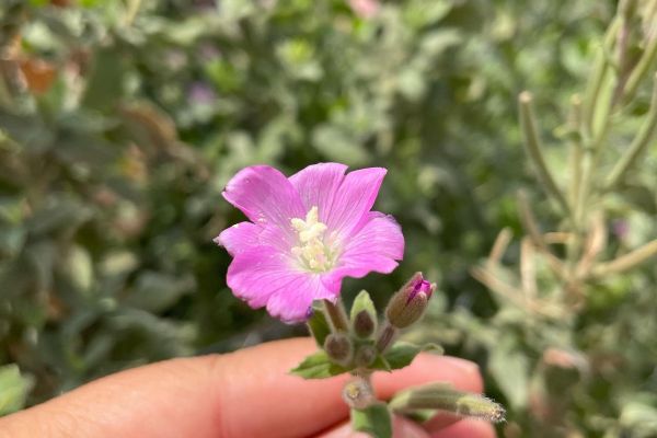 Hasan Hüseyin çiçeği
Diğer isimleri: Tüylü yakıotu
Epilobium hirsutum L.
Onagr…