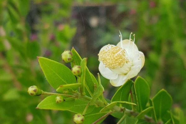 Mersin
Diğer isimleri: Murt
Myrtus communis L.
Myrtaceae
Drog: Yaprak, çiçekli…