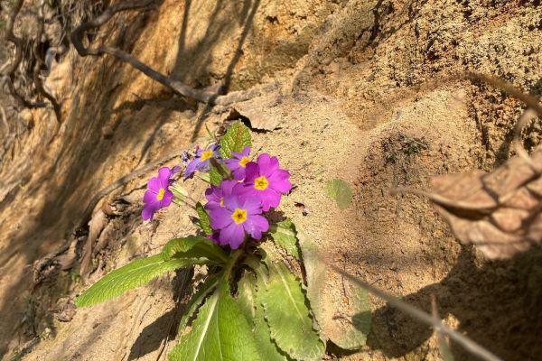 Evvelbaharçiçeği
Diğer isimleri: Çuha, martçiçeği
Primula vulgaris subsp. rubra…