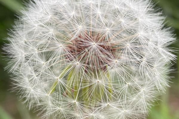 Karahindiba
Diğer isimleri: Radika, aslandişi, karakavuk, katagan
Taraxacum sp…