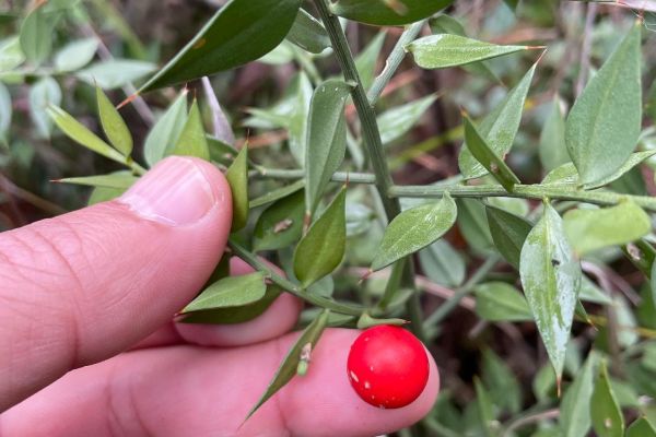 Tavşanmemesi
Diğer isimleri: Taş kirazı, tavşan kirazı, kuşkondurmadikeni, çalı …