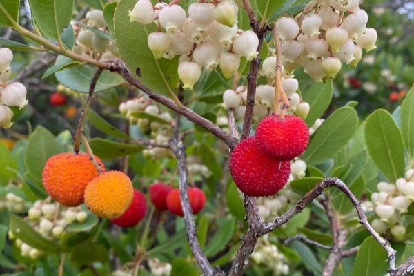 İlk dört fotoğraf:
Kocayemiş, hocayemişi, davulgu, davulga
Arbutus unedo L. 
Eri…