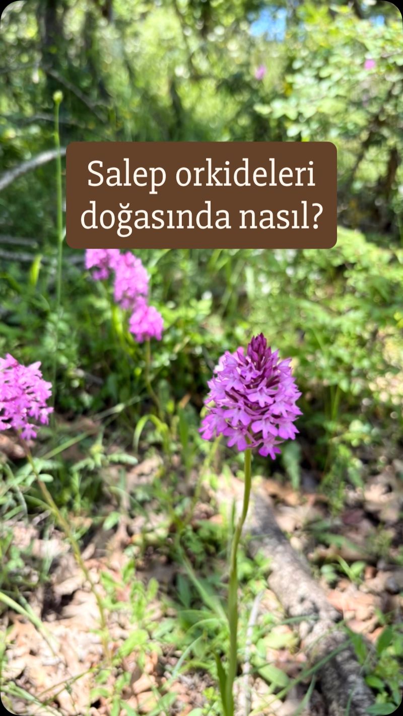 Anacamptis pyramidalis
Diğer isimleri: Sivri salep, piramit orkidesi. Çayır sale…