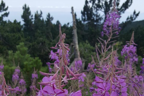 Dar yapraklı yakıotu 
Epilobium angustifolia L.
Onagraceae

Drog: Herba – Epilob…