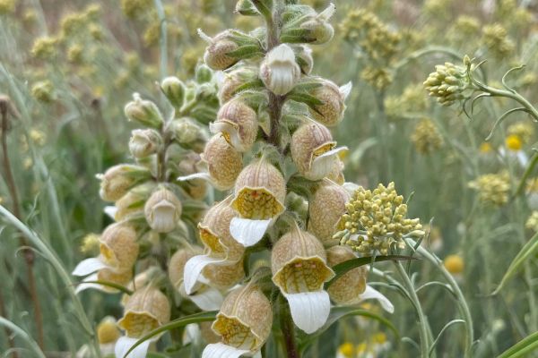 Kazdağı Yüksükotu
Digitalis trojana Ivan.
Scrophulariaceae
Tarih – yer: Hazira…