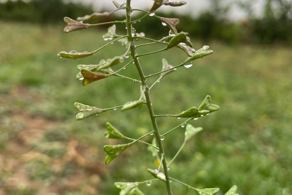 Çobançantası, çıngıldaklıot
Capsella bursa-pastoris (L.) Medik. 
Brassicaceae

D…