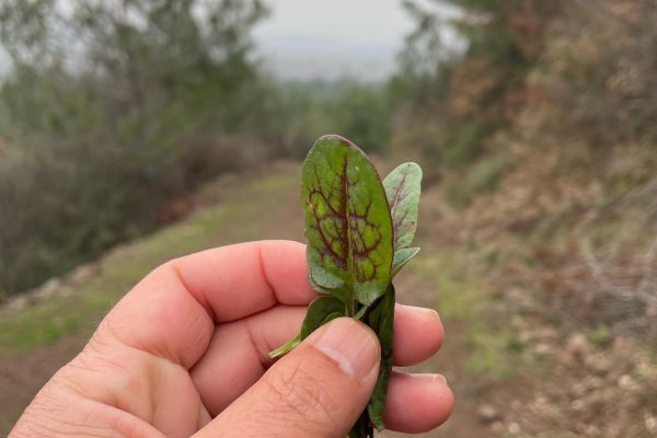 Kuzukulağı
Diğer isimleri: Ekşikulak
Rumex sp.
Polygonaceae
Drog: Yaprakları …