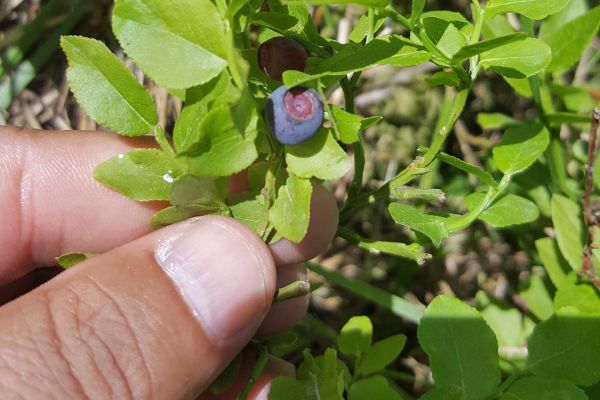 Çobanüzümü, yaban mersini
Vaccinium myrtillus L.
Ericaceae 

Drog: Yaprakları (M…