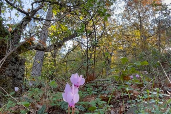 Kandilkökü, Hedera Yapraklı Sklamen, Domuz Topalağı
Cyclamen hederifolium Aiton
…