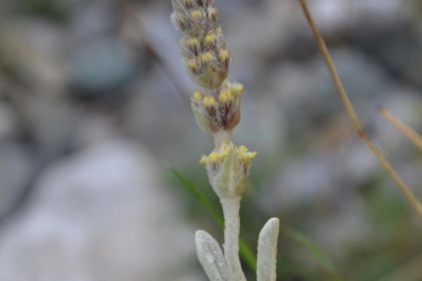 Sarıkız çayı, Kazdağı çayı
Sideritis trojana Bornm
Lamiaceae
Endemik (Kaz Dağlar…