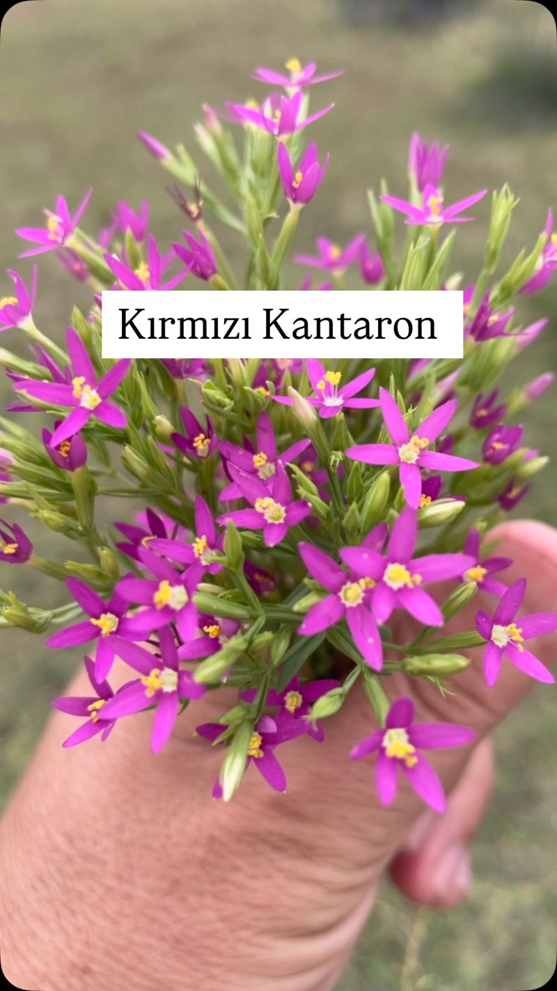 Kırmızı Kantaron (Centaurium erythraea)
Diğer İsimler: Küçük kantaron, yara otu,…