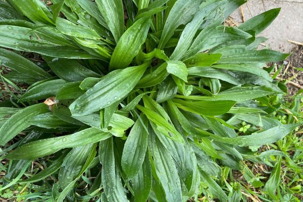 Sinirliot (dar yapraklı), bağa yaprağı, ateş yaprağı, damarotu, çıbanotu 

Plant…