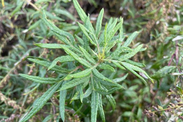 Adi pelin
Diğer isimleri: Miskotu, ayvadana
Artemisia vulgaris L.
Asteraceae …
