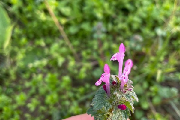 Baltutan
Lamium amplexicaule L.
Lamiaceae
Drog: Herba – Lamii amplexicauleae he…