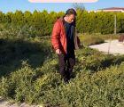 Ebucehilkarpuzu (Citrullus colocynthis)
Diğer İsimler: Acı karpuz, Yaban karpuzu…