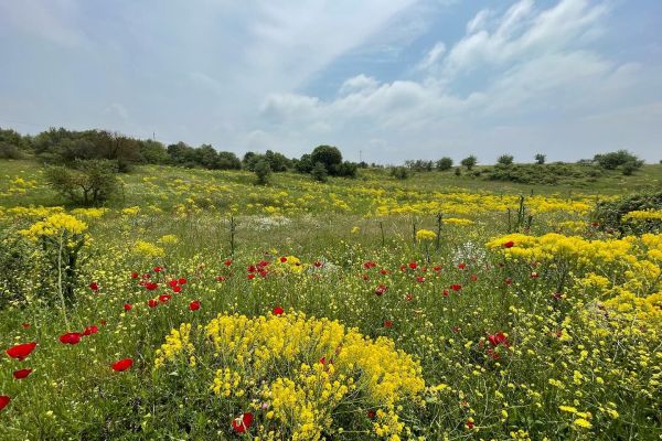 Çivitotu
Isatis sp.
Brassicaceae
Drog: Yaprak ve kökleri – Isatis folia cum ra…