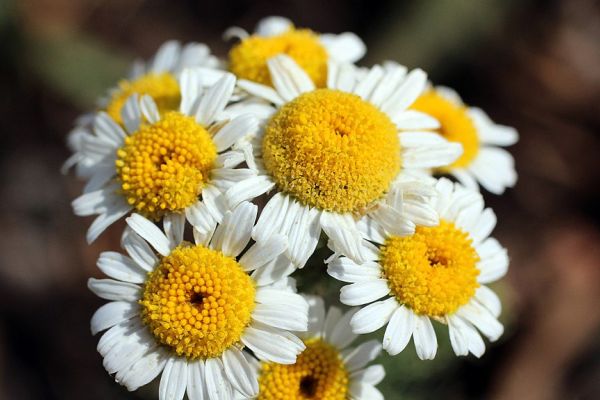Tıbbi papatya (Matricaria recutita)