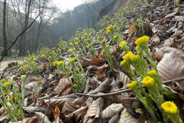 Öksürükotu
Diğer isimleri: Farfaraotu, kavalak, sulandıkotu
Tussilago farfara…