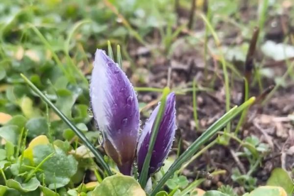 İki güzel çiğdem
1 Crocus biflorus / 2-3 Crocus pallasi subsp pallasi
Yer: 1. …