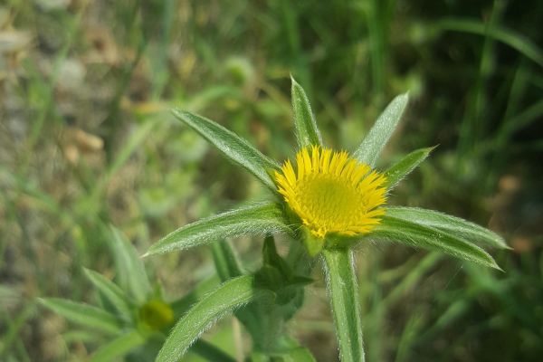 Buhurumeryem, altungöz, dikenotu
Pallenis spinosa (L.) Cass.
Asteraceae

Drog: Ç…