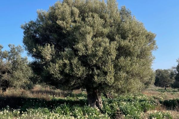 Nergis çiçeği
Diğer isimleri: Zeren, çanacık nergisi
Narcissus tazetta L.
Amaryl…