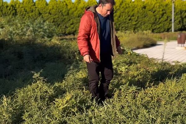 Ebucehilkarpuzu (Citrullus colocynthis)
Diğer İsimler: Acı karpuz, Yaban karpuzu…