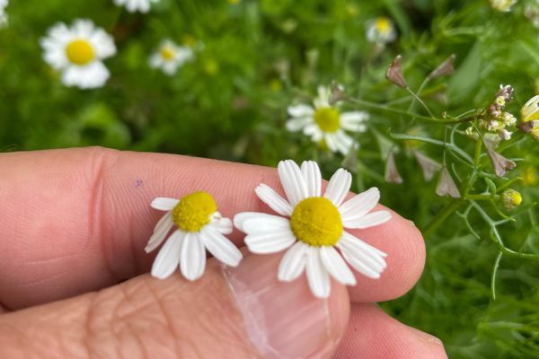 Tıbbi papatya
Diğer isimleri: Mayıs papatyası, adi papatya, papatça, babuneç, ba…