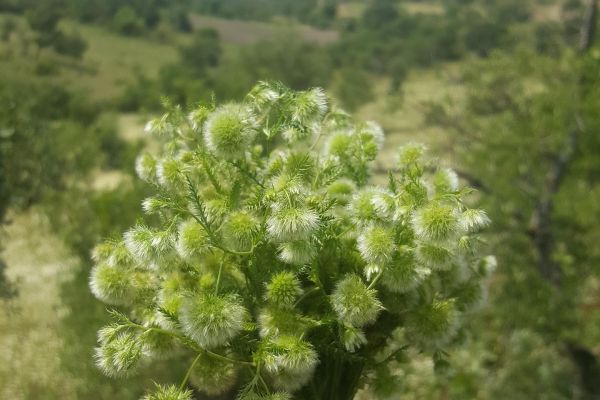 Pülüskün (ben pofidik diyorum )

Lagoecia cuminoides L.
Apiaceae

Drog: Herba

L…