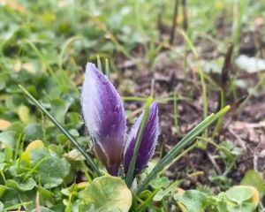 İki güzel çiğdem

1 Crocus biflorus / 2-3 Crocus pallasi subsp pallasi

Yer: 1. …